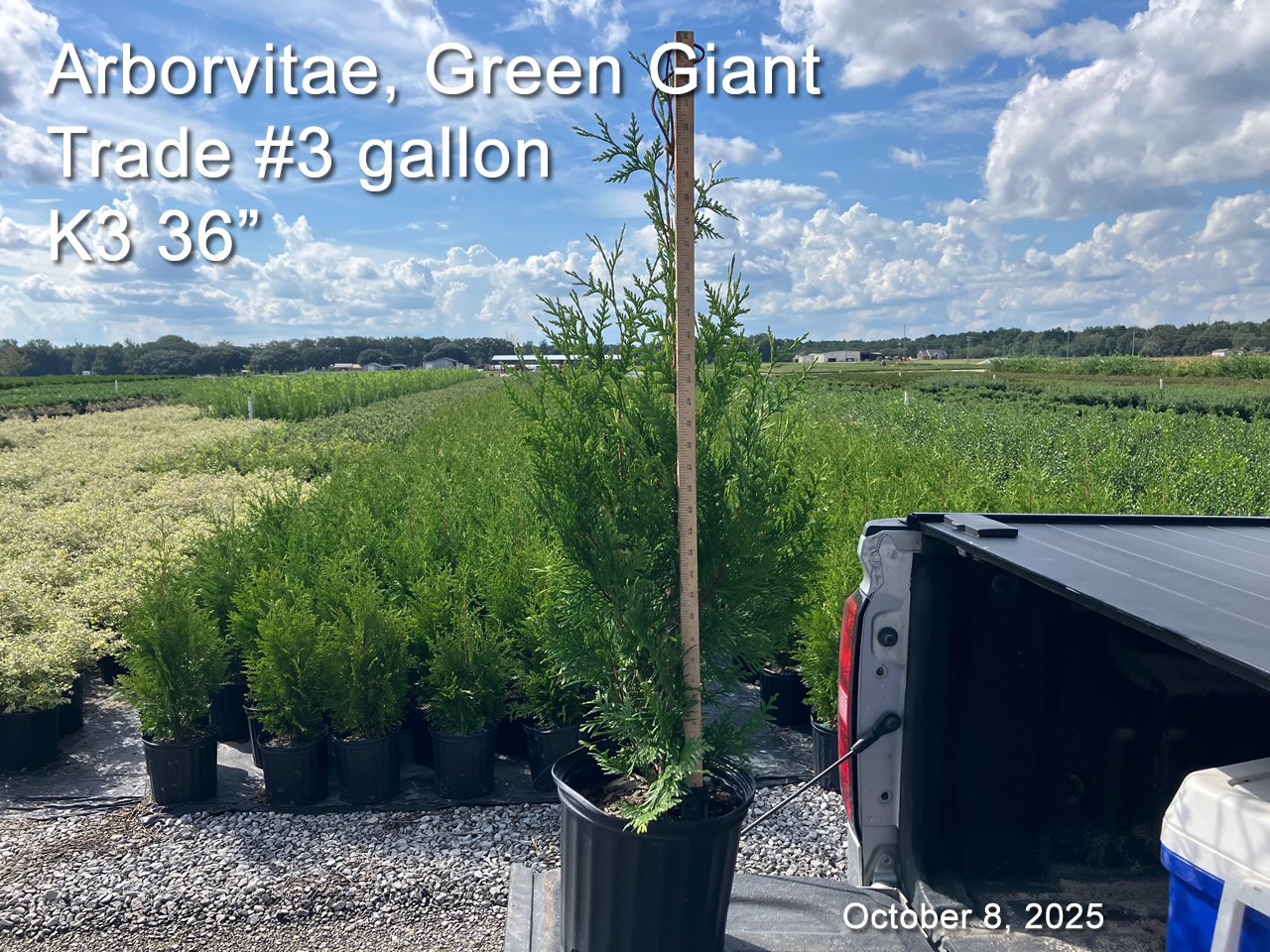 gallery/avgg3t k3 oct8.jpg